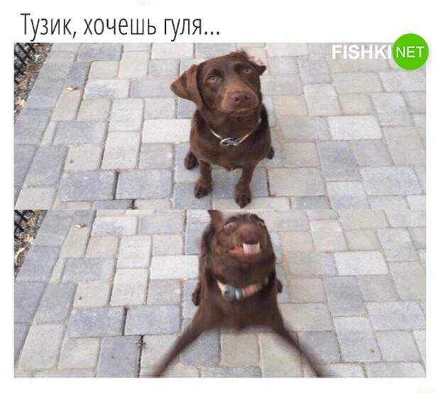 34 самых смешных собачьих фото, известных человечеству животные, мемы, собаки, юмор