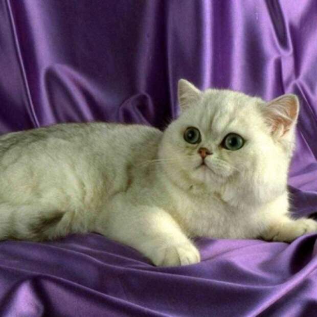 кровь в кале у кошки