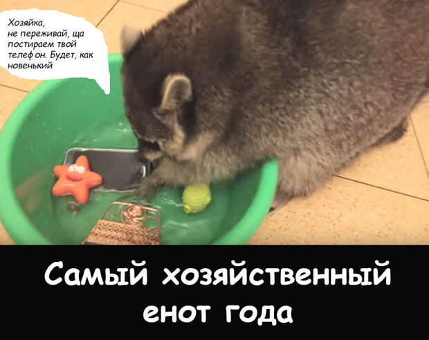 Енотопремия: если бы еноты получали премию Енотопремия: если бы еноты получали премию