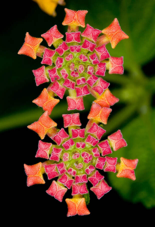 Цветок-калейдоскоп интересное, красота, флора, цветы