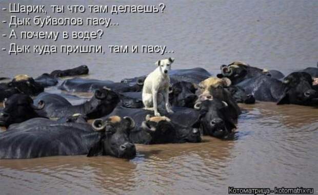 Котоматрицы(картинки с надписями)