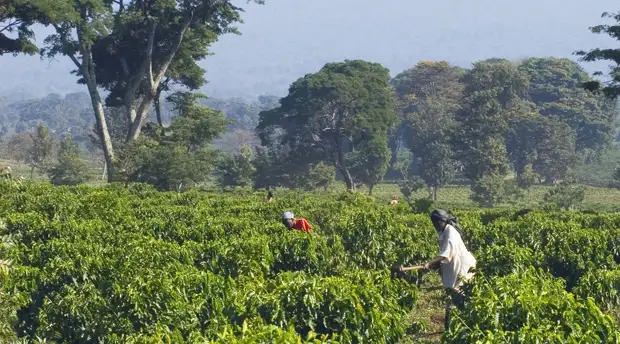 Континентальные перспективы: как Россия собирается развивать экономическое сотрудничество с Африкой