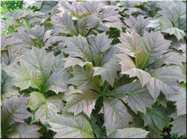 ФОТО Роджерсия подофилолистная_Смарагд