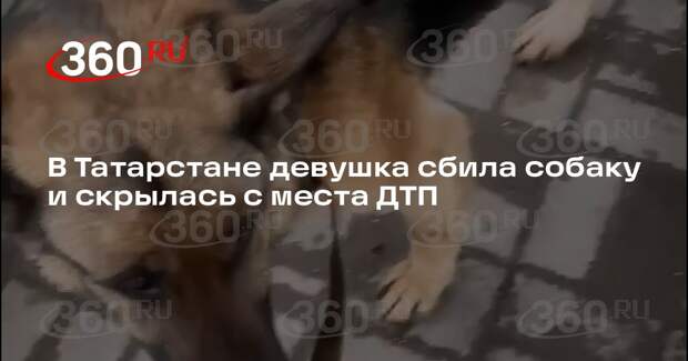 Девушка сбила немецкую овчарку в Усадах и скрылась с места ДТП