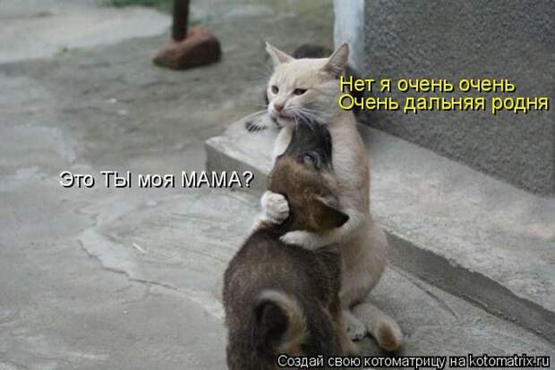 Лучшие котоматрицы недели (50 фото)
