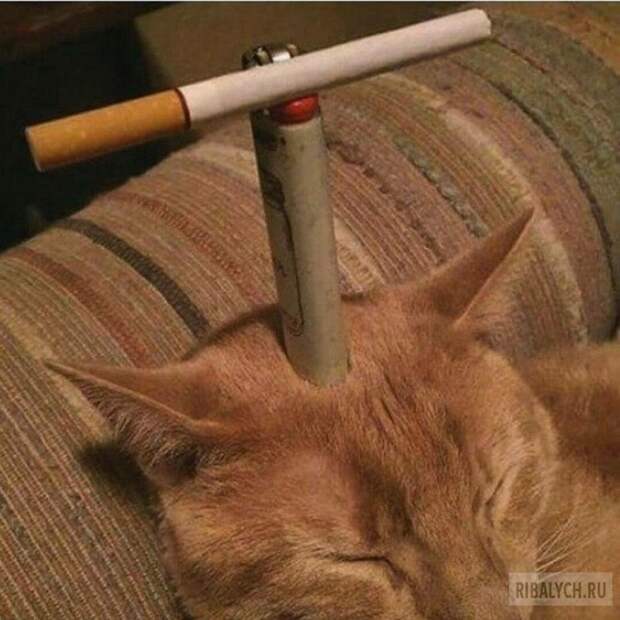 жуть из соцсетей
