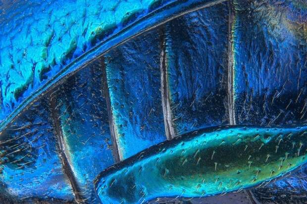 Победители конкурса микрофотогарфии Small World Photomicrography 2016