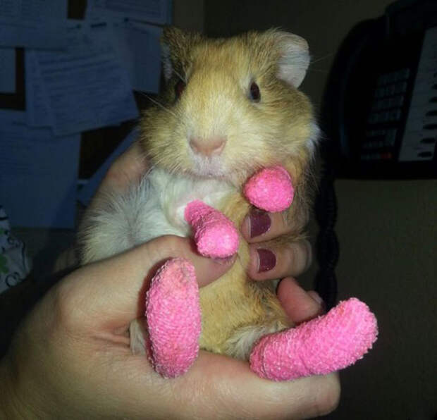 animals-in-tiny-casts-207a