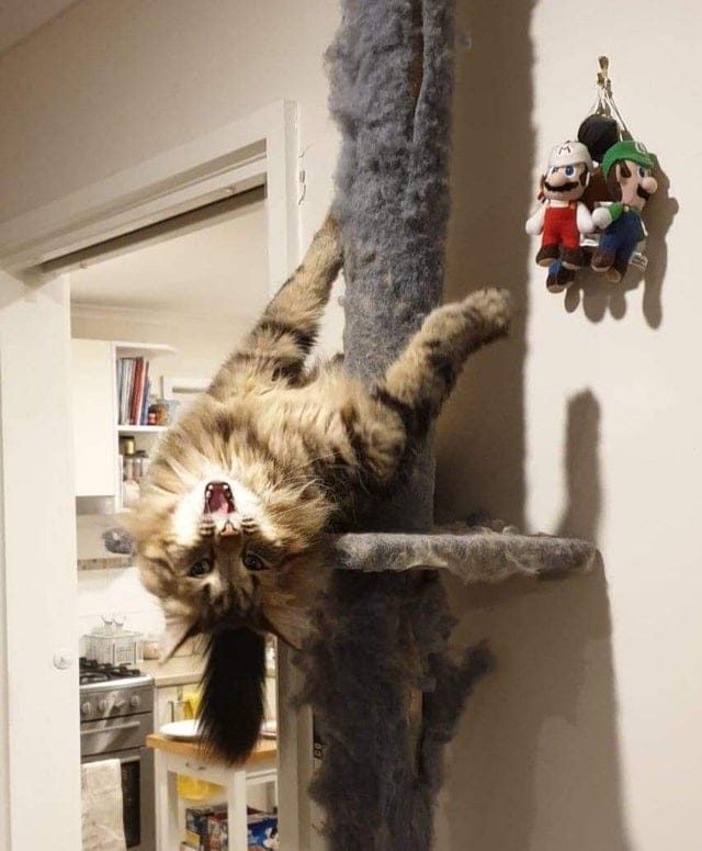 Клоуны, а не коты