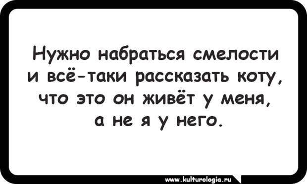 15 открыток, которые будут близки и понятны поклонникам котиков