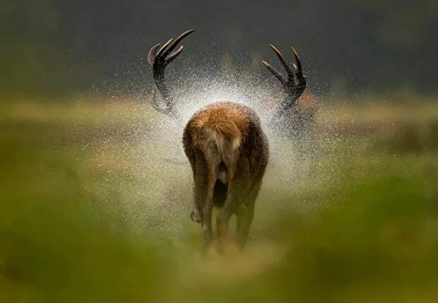 Снимок After the rain (После дождя) британского фотографа Дэнни Грина, победивший в категории Млекопитающие Снимок After the rain (После дождя) британского фотографа Дэнни Грина, победивший в категории Млекопитающие - Sputnik Кыргызстан