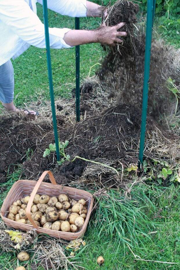 Метод выращивания картошки