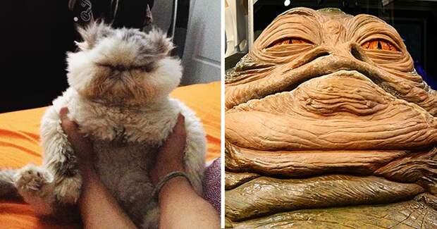 cat look like, коты похожие на знаменитостей, коты похожие на нечто другое