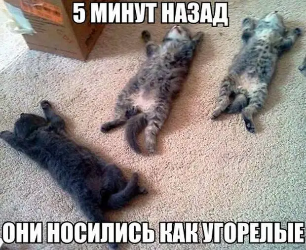 Нотка юмора для прекрасного вечер