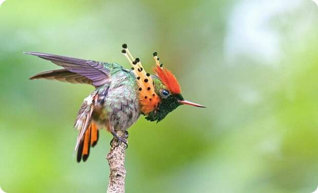 Украшенная кокетка (лат. Lophornis ornatus)