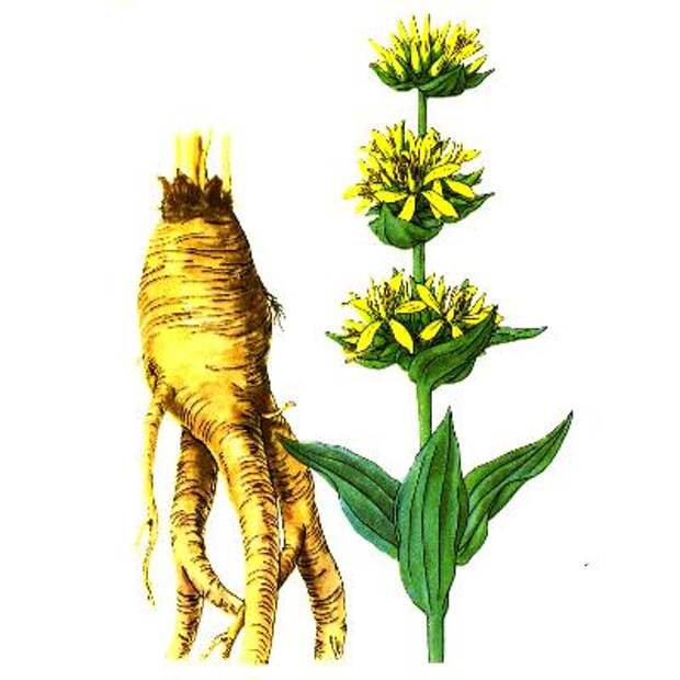 Трава от семи недугов Золототысячник (Горечавка) - лечебные свойства и применение, народна медицина тирлич. 