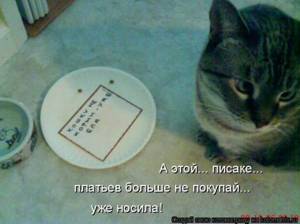 1440748440_kotomatricy-7