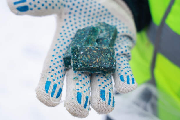 В Архангельске ведут масштабную борьбу с грызунами