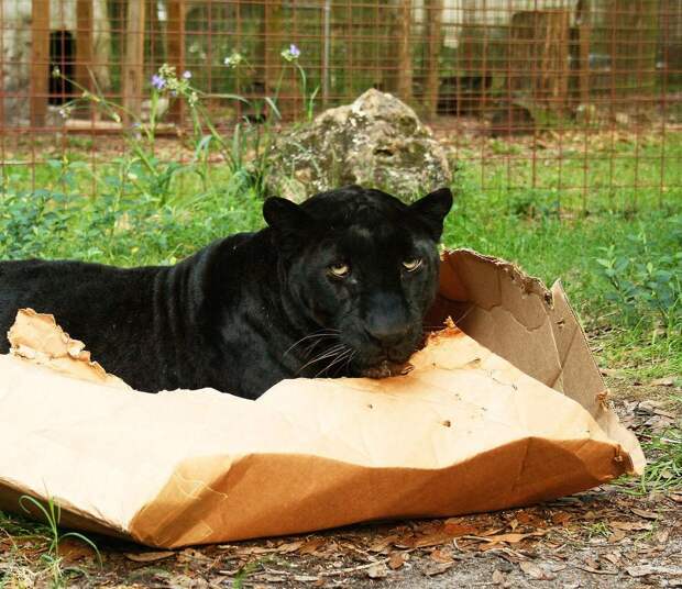 Фотография: Большие котики тоже любят коробки №5 - BigPicture.ru