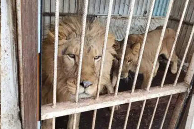 Зоозащитник Шевцова: изъятых в Дагестанеять львов отправили в Волгоград