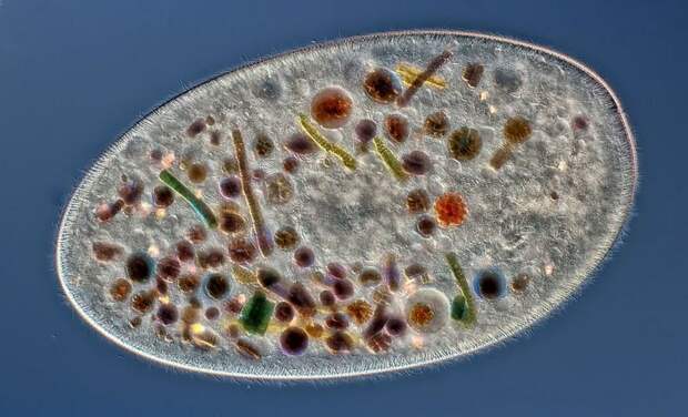 Победители конкурса микрофотогарфии Small World Photomicrography 2016