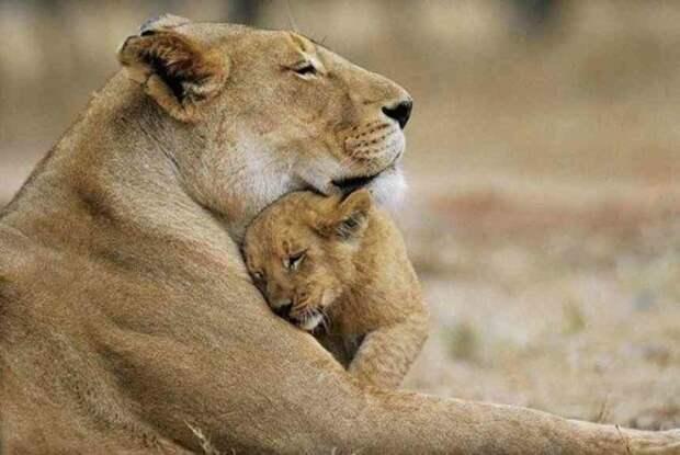 Любовь к детям безгранична,и животные это тоже знают) Любовь, животные