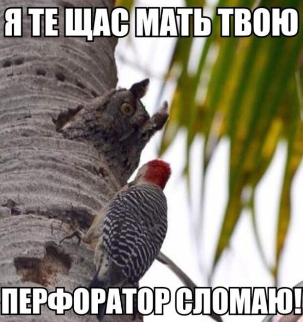 Прикольные картинки