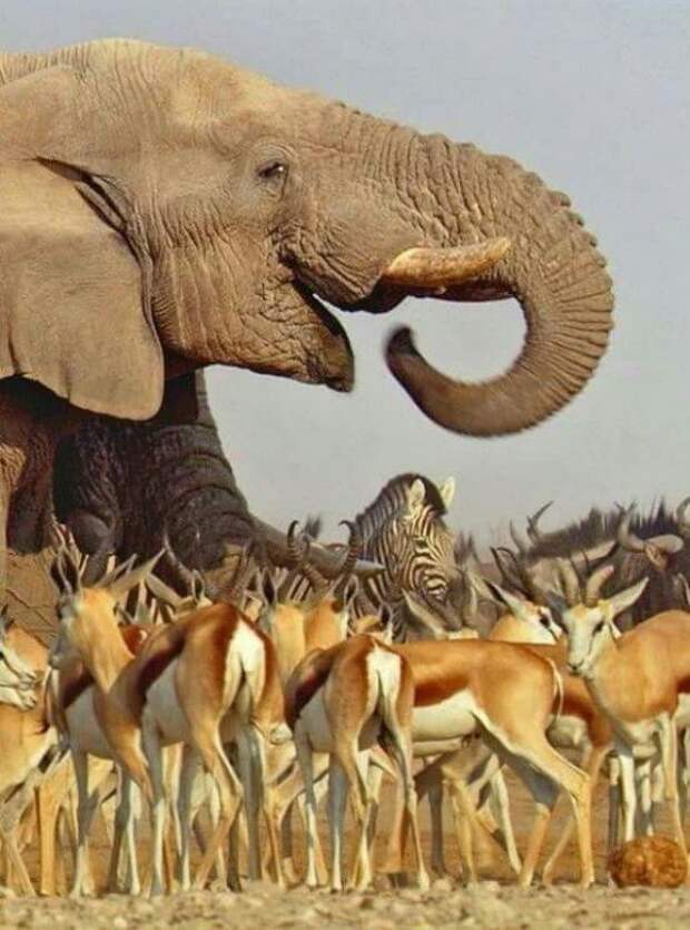 Слон — очень аккуратный зверь, ты слухам про него не верь