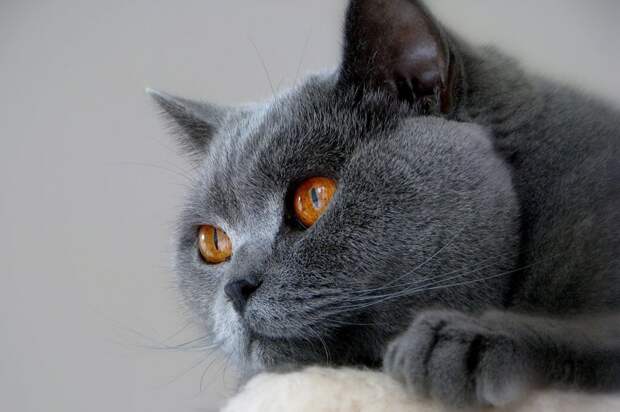 2. Британская Порода кошек, авито, кошки, самые любимые, факты