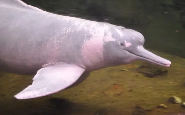 Представь розового дельфина. На самом деле он выглядит не так - Snatch - 13  мая - 43386778866 - Медиаплатформа МирТесен