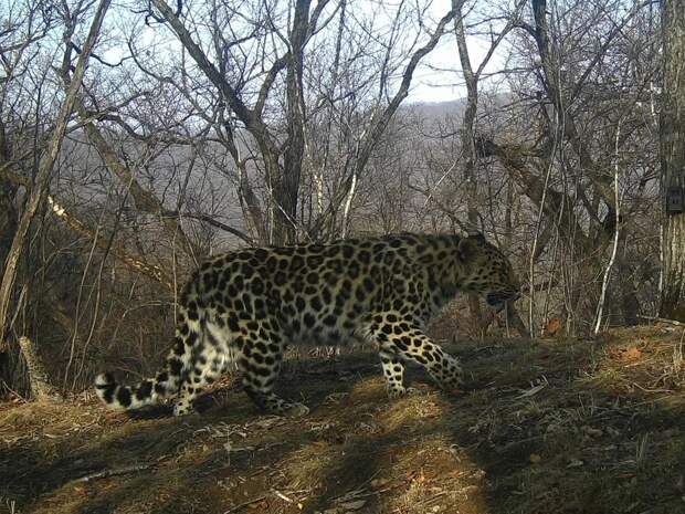 В Приморье леопард-трюкач попал в объектив фотоловушки заповедника
