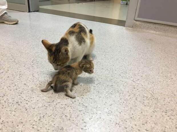 кошка с котёнком
