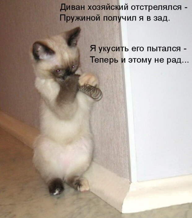 Лучшие котоматрицы недели Лучшие котоматрицы недели