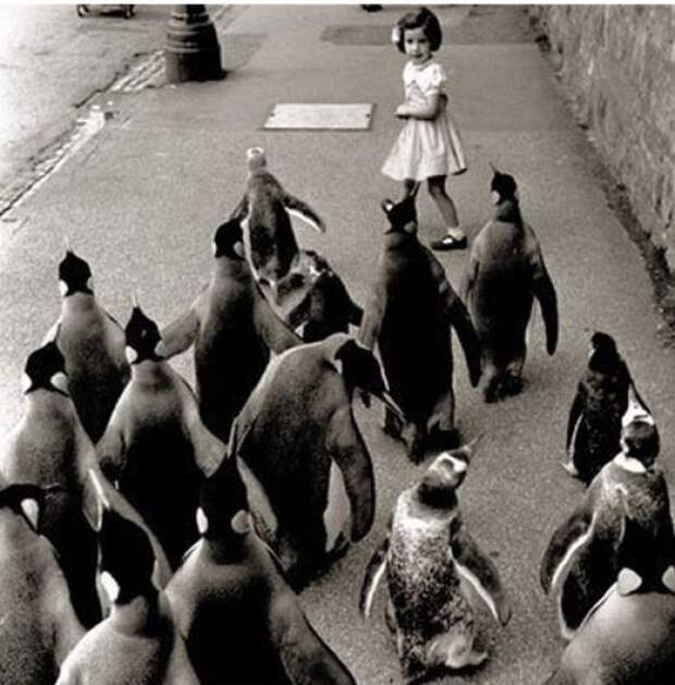 Атака пингвинов бунт животных Другое