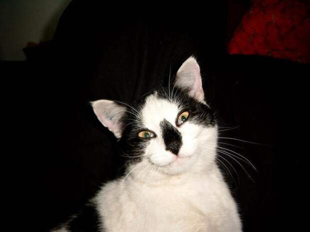 Котофотопозитив Котофотопозитив животные, коты, прикол