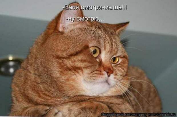 Котоматрицы(картинки с надписями)