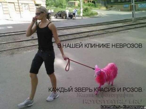 Сборка котоматриц