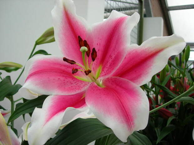 Красивый ЛО гибрид Pink Brilliant_LO_DSCN7596