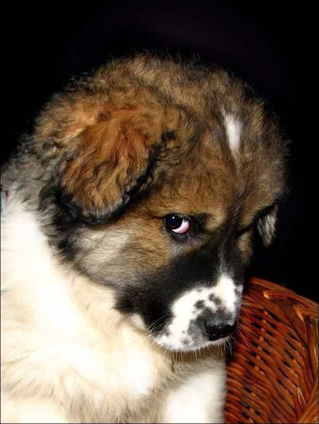 Всё кошки да кошки, а как же собаки