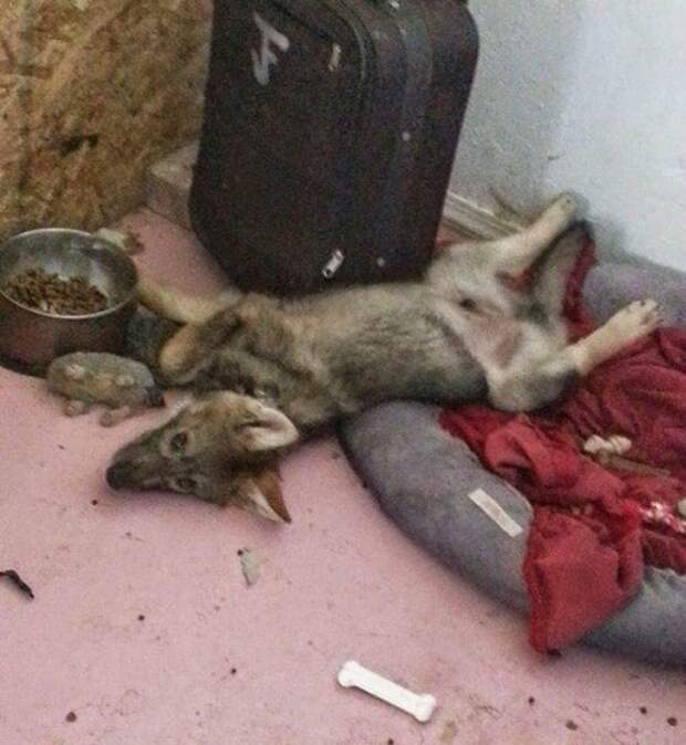 Щенок, который стал не тем, кем показался на первый взгляд (8 фото)