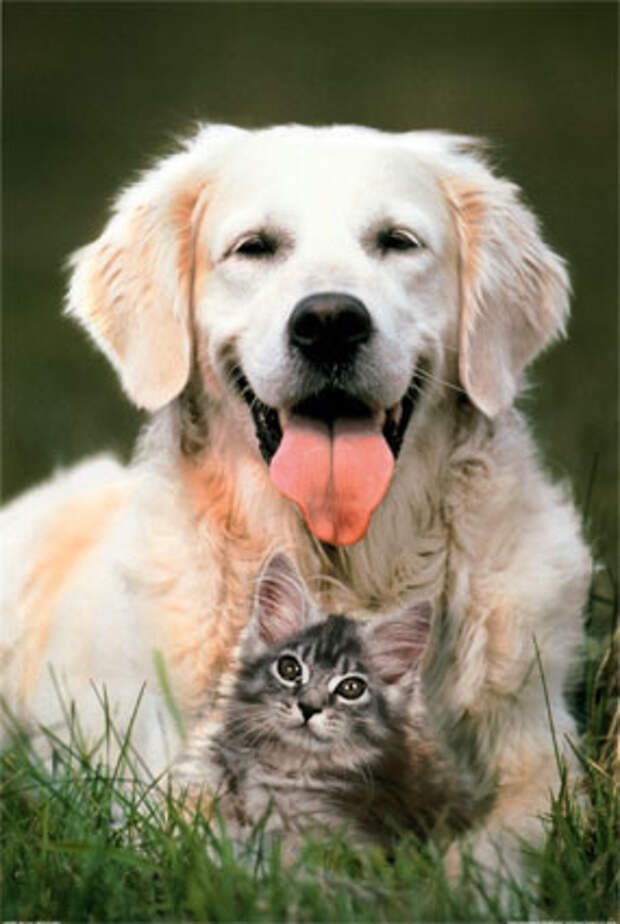 Кошки и собаки   лучшие друзья (32 фото)