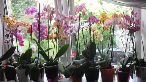 вредители орхидей и как с ними бороться