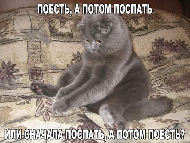 Смешные фото приколы и мемы с котами и кошками Смешные фото приколы и мемы с котами и кошками животные, коты, прикол, юмор