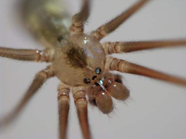 Погребной паук семейства Segestriidae
