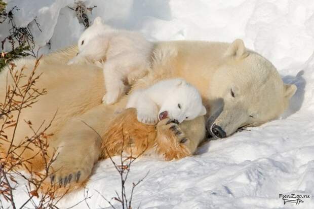 http://funzoo.ru/uploads/posts/2008-08/1218897509_1.jpg