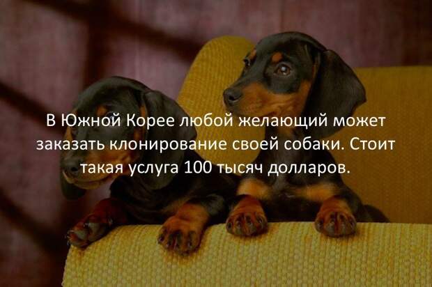 Интересные факты в картинках