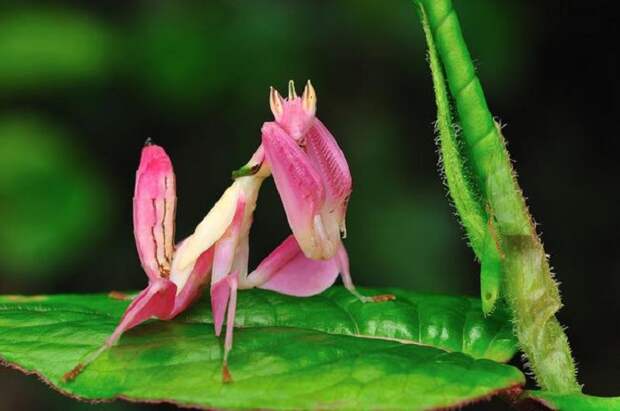 Орхидейный богомол получил своё название за свою необычную окраску, напоминающую цветок орхидеи.
