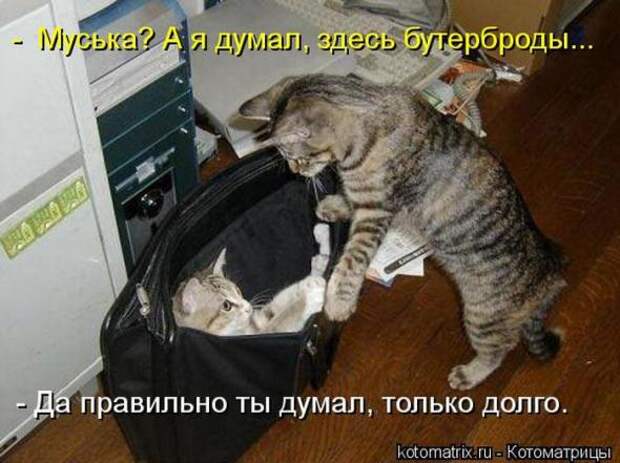 Котоматрицы(картинки с надписями)