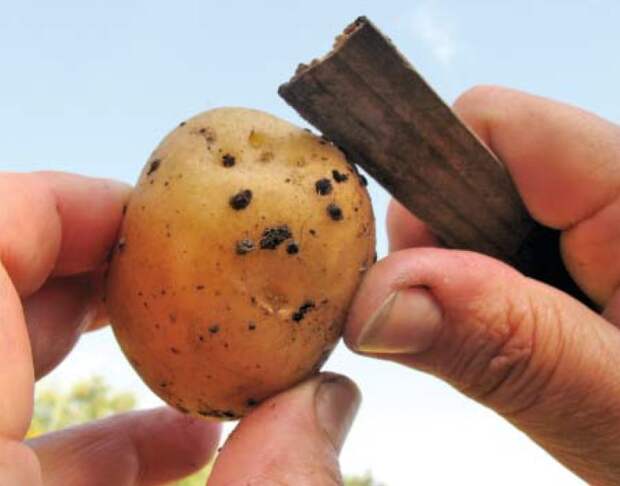 Черная парша: картофель в бородавках