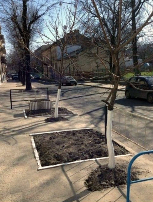Посадили «на глазок». | Фото: ЯПлакалъ. Посадили «на глазок». | Фото: ЯПлакалъ.